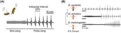 Nature and nurture in fruit fly hearing